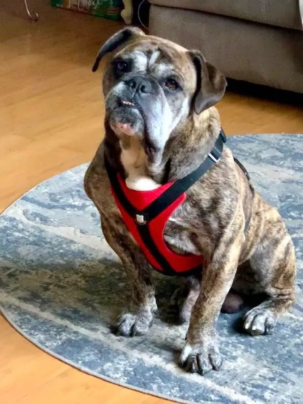 A Bulldog Match Made in Heaven!