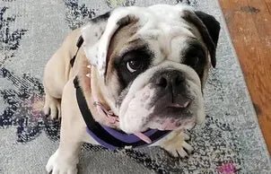 A great fit, durable, and looks great - Bulldog Grade