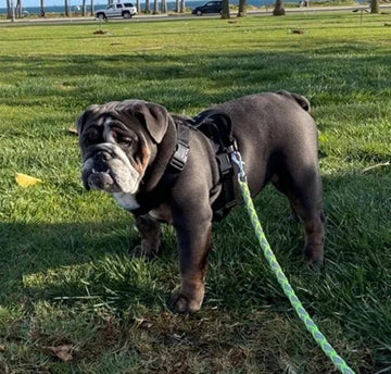 A Harness Built for Bulldog - Bulldog Grade