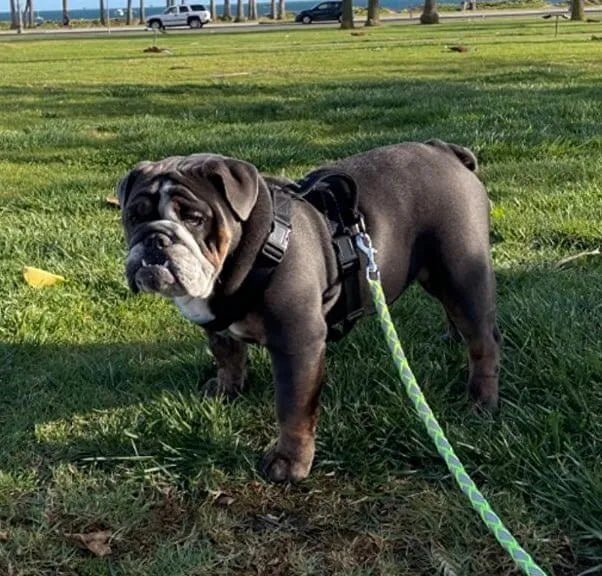 A Harness Built for Bulldog
