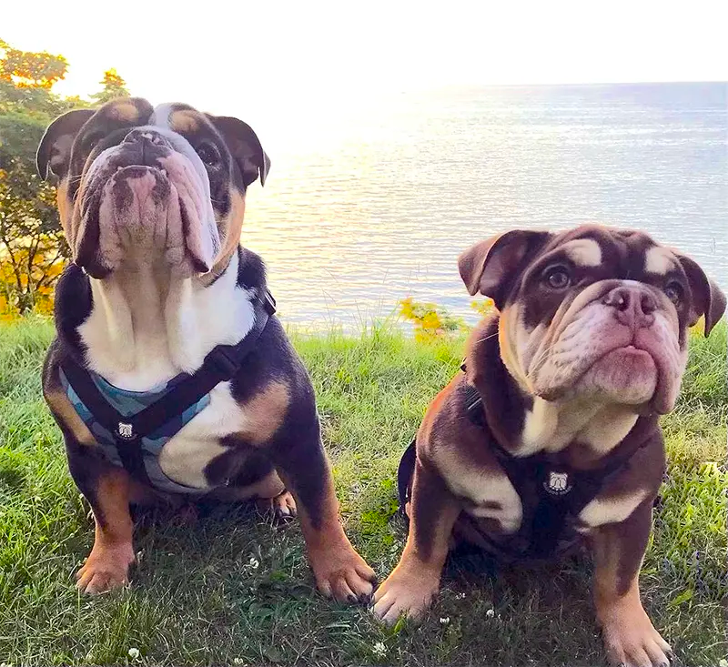 Are Two Bulldogs Better Than One?