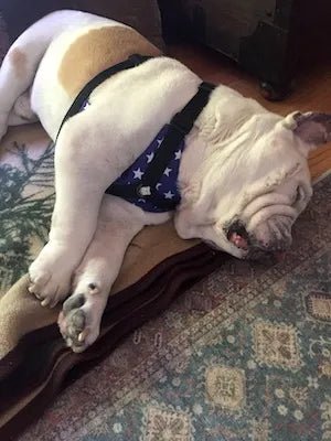 Best harness ever!!!