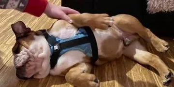 Bulldog Grade Made Our Day! - Bulldog Grade