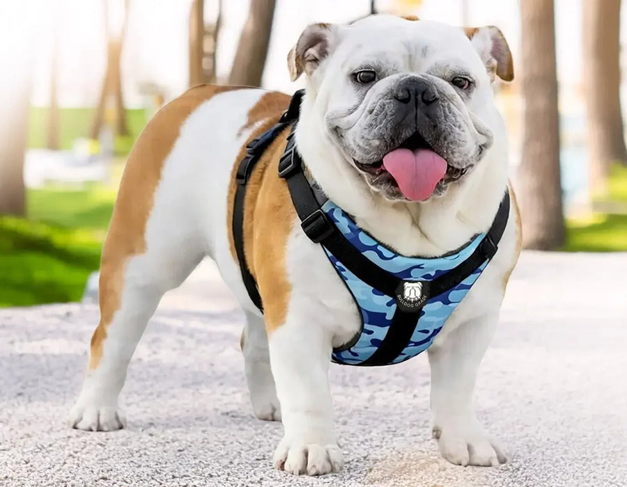 Does Your Bulldog’s Harness Fit Properly?