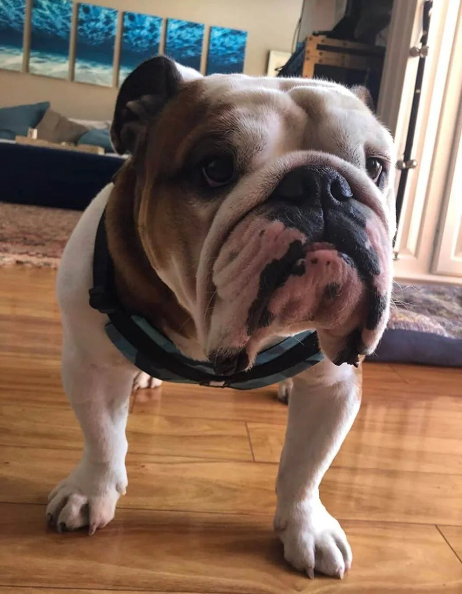 Fits Bulldogs Just Right!