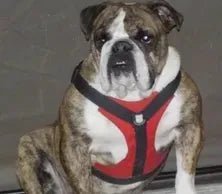 Fits great! - Bulldog Grade