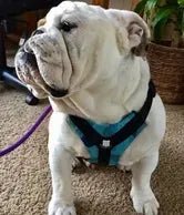 Fits him perfectly - Bulldog Grade