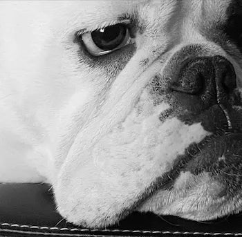 Fits My Bulldog Well!