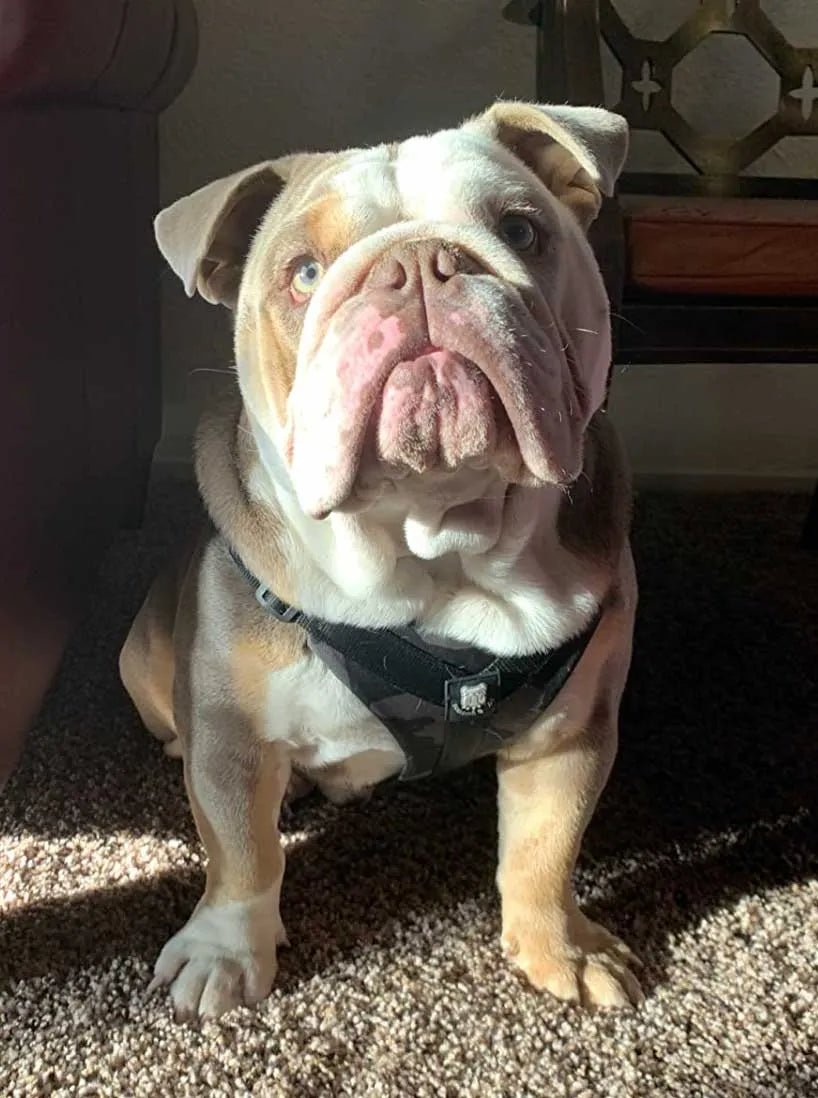 Fits My English Bulldog Perfectly!