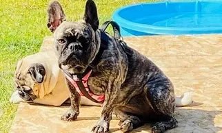 Fits My Frenchie! - Bulldog Grade