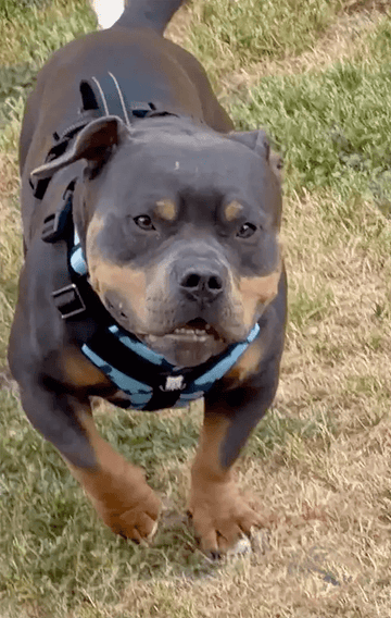 Great fit! - Bulldog Grade