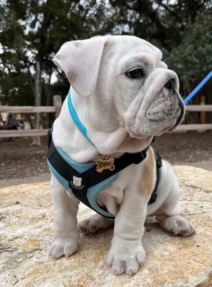 Great Harness Design