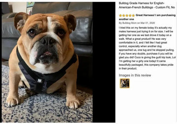 Great Harness! I am purchasing another one - Bulldog Grade