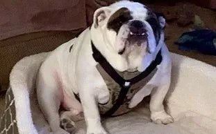 Great Job! - Bulldog Grade