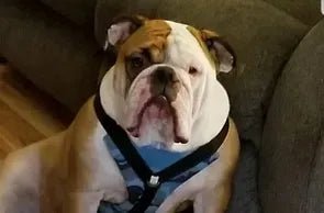 Great product - Bulldog Grade