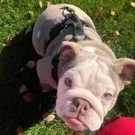 Great Product! - Bulldog Grade