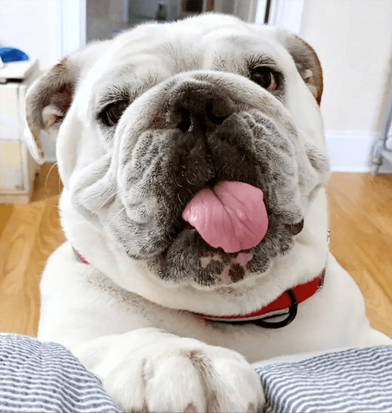 Happy 9th Birthday, Biscuit: 7 Things Every Bulldog Owner Should Know About Senior Bulldogs