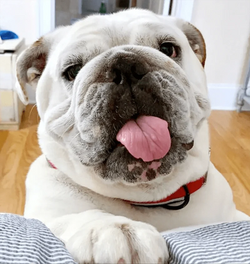 Happy 9th Birthday, Biscuit: 7 Things Every Bulldog Owner Should Know About Senior Bulldogs - Bulldog Grade