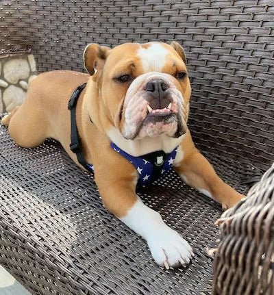 He loves it, so comfortable!!