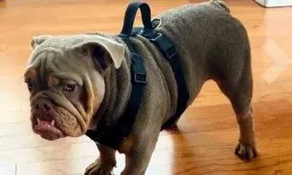 High Quality Harness - Bulldog Grade