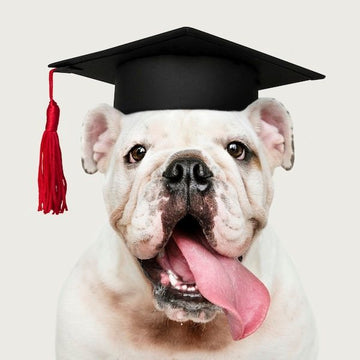 How To Make Your Bulldog’s Brain Blossom - Bulldog Grade