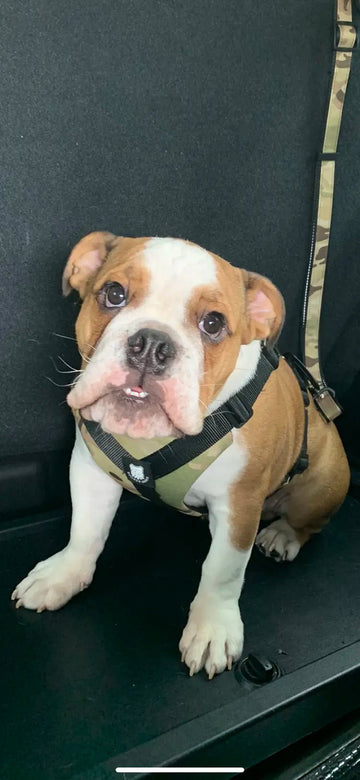 I Love the Bulldog Grade Harness - Bulldog Grade