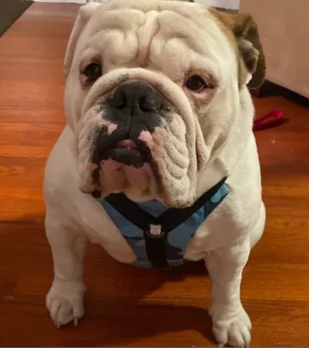 I LOVE this harness!!!