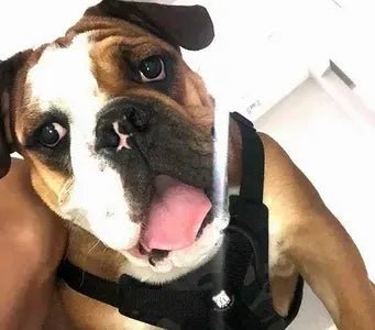 I'm So Impressed! - Bulldog Grade