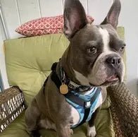 I'm very excited about the harness - Bulldog Grade