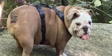 ★★★★★ - Bulldog Grade