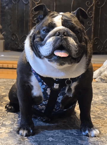 ★★★★★ - Bulldog Grade