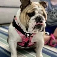 It Fits! - Bulldog Grade