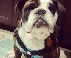 It is so stinking cute and fits perfect! - Bulldog Grade