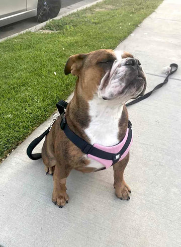 Love This Harness!! - Bulldog Grade