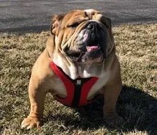 Mack looking good in his new harness. - Bulldog Grade