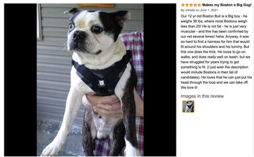 Makes my Boston a big dog - Bulldog Grade