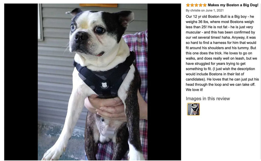 Makes my Boston a big dog