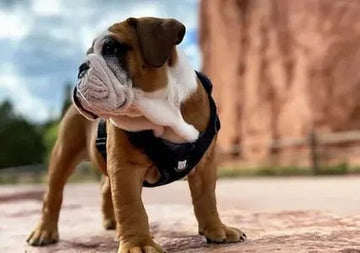 Oakley's New Harness! - Bulldog Grade