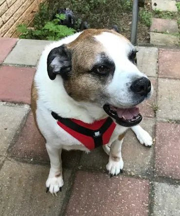 Odd-Shaped Indeed!! - Bulldog Grade