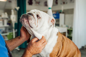 Our Experience With Bulldog Pet Insurance - Bulldog Grade