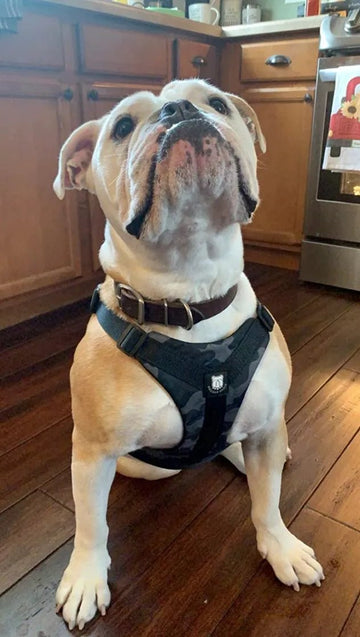 ★★★★★Perfect - Bulldog Grade