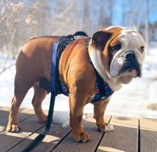 Perfect Bulldog Fit!