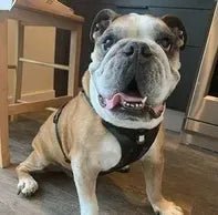 Perfect Fit! - Bulldog Grade