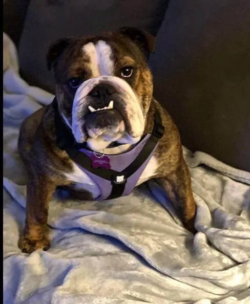Perfect Fit For A Bulldog!