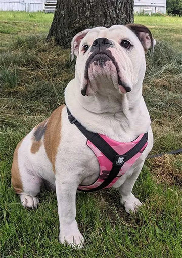 Perfect Harness for Bulldogs! - Bulldog Grade