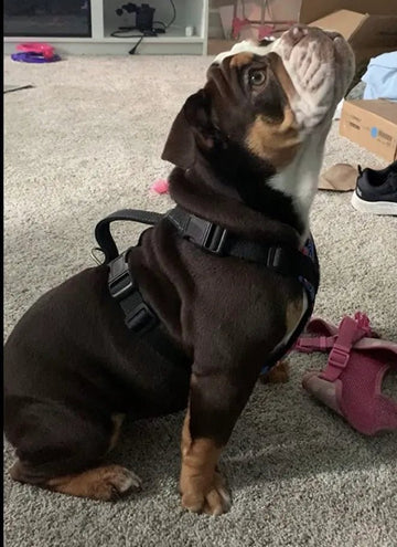 QUALITY QUALITY QUALITY!!! - Bulldog Grade