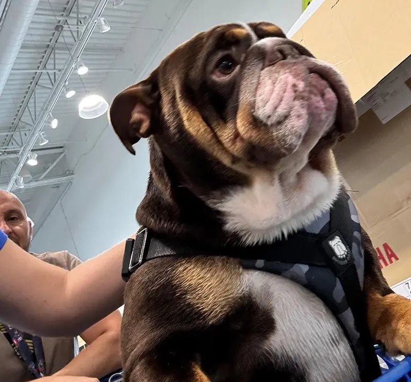 Recommended harness for English Bulldogs
