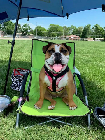 Summer According To Your Bulldog - Bulldog Grade
