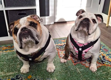 Thank you for such great products - Bulldog Grade