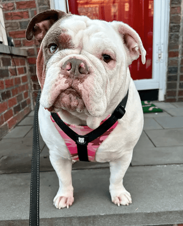 Thanks for making a great product! - Bulldog Grade